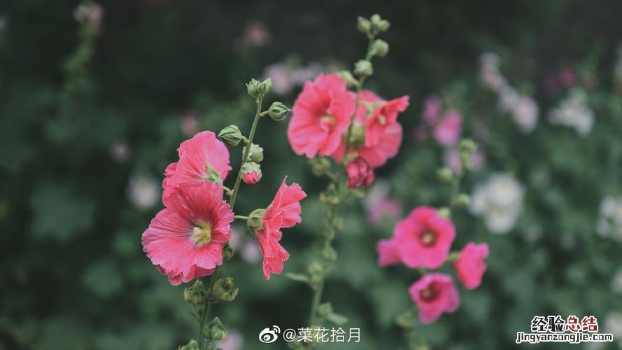 蜀葵的花语和寓意，有什么传说故事