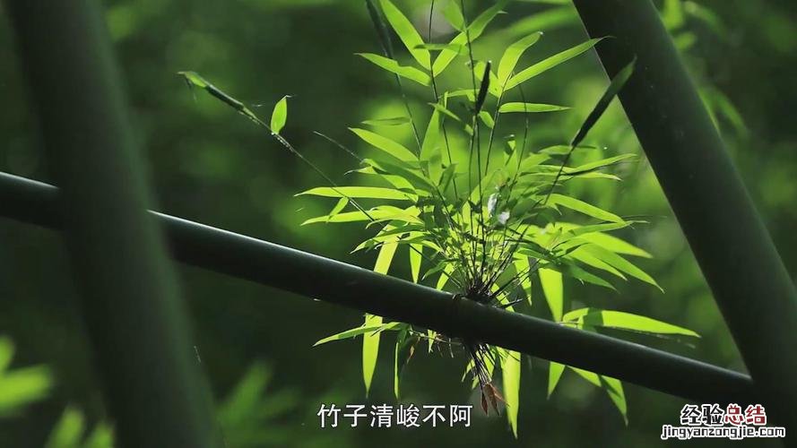 竹子的特点