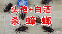 什么吃蟑螂