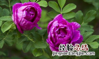 四季玫瑰花盆栽浇水技巧 四季玫瑰如何浇水