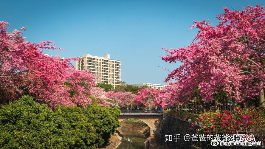 冬天养殖木棉的禁忌