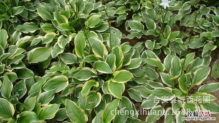 花叶玉簪从根部开始烂是怎么回事