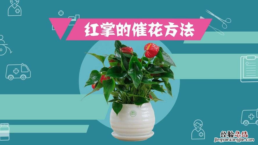 红掌怎么分株