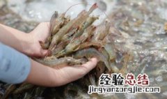 海虾怎么看新鲜还是老鲜 海虾怎么看新鲜