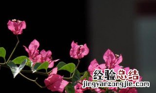 种植三角梅最好的土方法 怎样种植三角梅