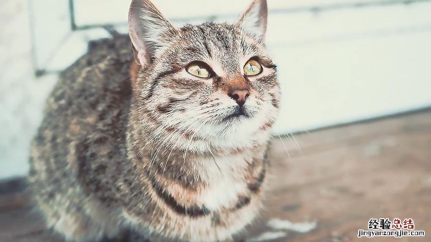 狡猾的意思是什么