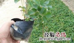 爬山虎插枝种植方法图片 爬山虎插枝种植方法