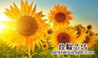 太阳花的寓意和花语是什么 太阳花的寓意?