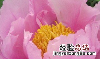 国花有哪些 国花是牡丹和梅花