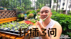 绣球花怎样水培生根