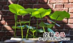 碗莲怎么养才能开花 碗莲想开花怎么养