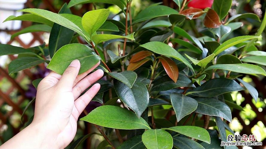 茶花施肥过多了怎么办