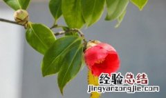 山茶花插枝的养殖方法和时间 山茶花插枝的养殖方法