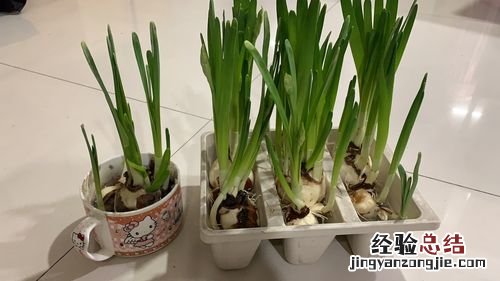 水仙花剪掉能再长吗