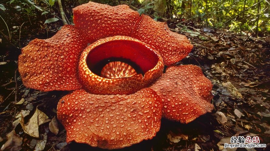 龙舌兰开不开花