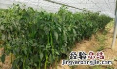 春季种植什么蔬菜 春季要种植什么蔬菜比较好