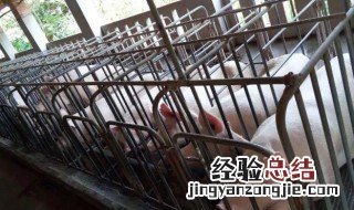 猪场防暑降温解决方法