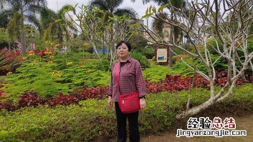 美人蕉和天堂鸟的区别