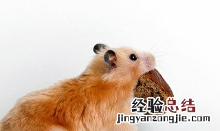 怎么做仓鼠小零食