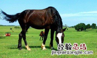好马不吃回头草辩词 好马不吃回头草四辩总结