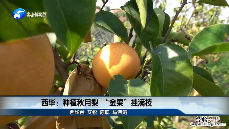 这“2种”果子,特受欢迎,养一盆在家,明年“金果子”挂满枝