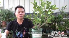 栀子花为什么只长叶子不开花