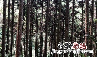 杉树能活几年 杉树种植几年可以收成