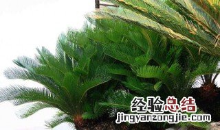 铁树室内种植方法和技术 铁树室内种植方法
