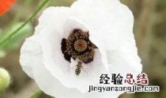 白色虞美人花语和寓意 白色虞美人花语