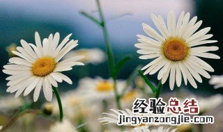 小皱菊的花语 小雏菊的花语和寓意是什么呢