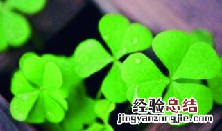 叶子的象征意义 叶子寓意着什么