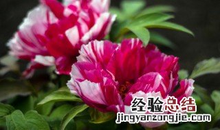 如何在花盆种牡丹 花盆如何种好牡丹花