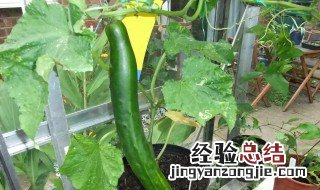 露地黄瓜用绳子搭架 阳台种黄瓜搭架子绳子