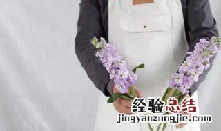 紫罗兰鲜花的养护方法 紫罗兰鲜花的养护方法视频