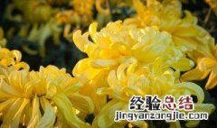 苏州 重阳节 苏州重阳节的风俗是什么