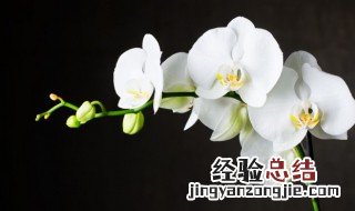 如何种好兰花组培苗 兰花组培苗能养活吗