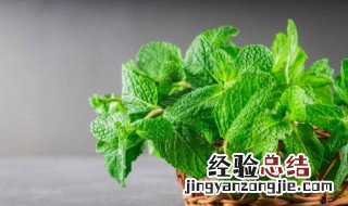 民间天然驱蚊植物大全 最有效的驱蚊植物是什么