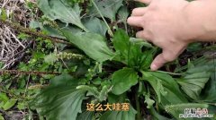 它被称为植物界的“止血剂”，田间随处可见，很多人都不知道