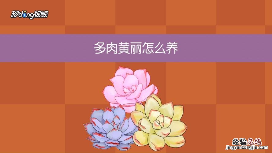 多肉黄丽化水怎么办