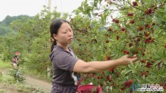 摘杨梅的季节是几月份