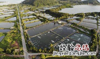 鱼池很多泡沫 鱼池好多泡泡怎么解决