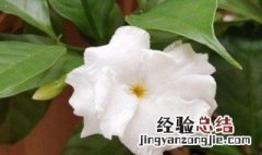 狗牙花寓意 狗牙花的花语是什么