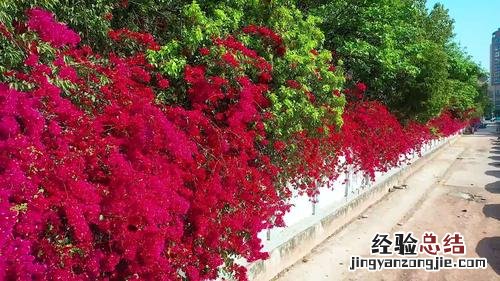 三角梅怎么养可以花开满树