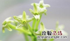 夜来香几月开花?怎样修剪 夜来香几月开花