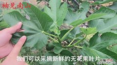 无花果的叶子是什么样