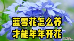 蓝雪花可以室内养吗