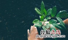 水培用什么固定 水培植物固定方法