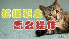 猫咪体外驱虫的正确方法