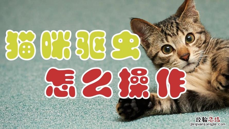 猫咪体外驱虫的正确方法