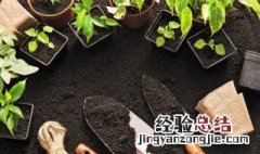 阳台种红薯藤当景观 阳台栽红薯